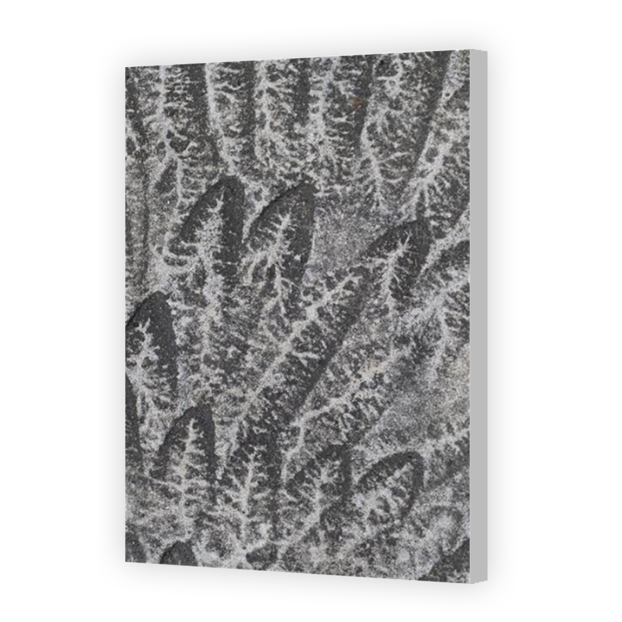 Thumbnail for Canvas - Coloured Canvas Wrap