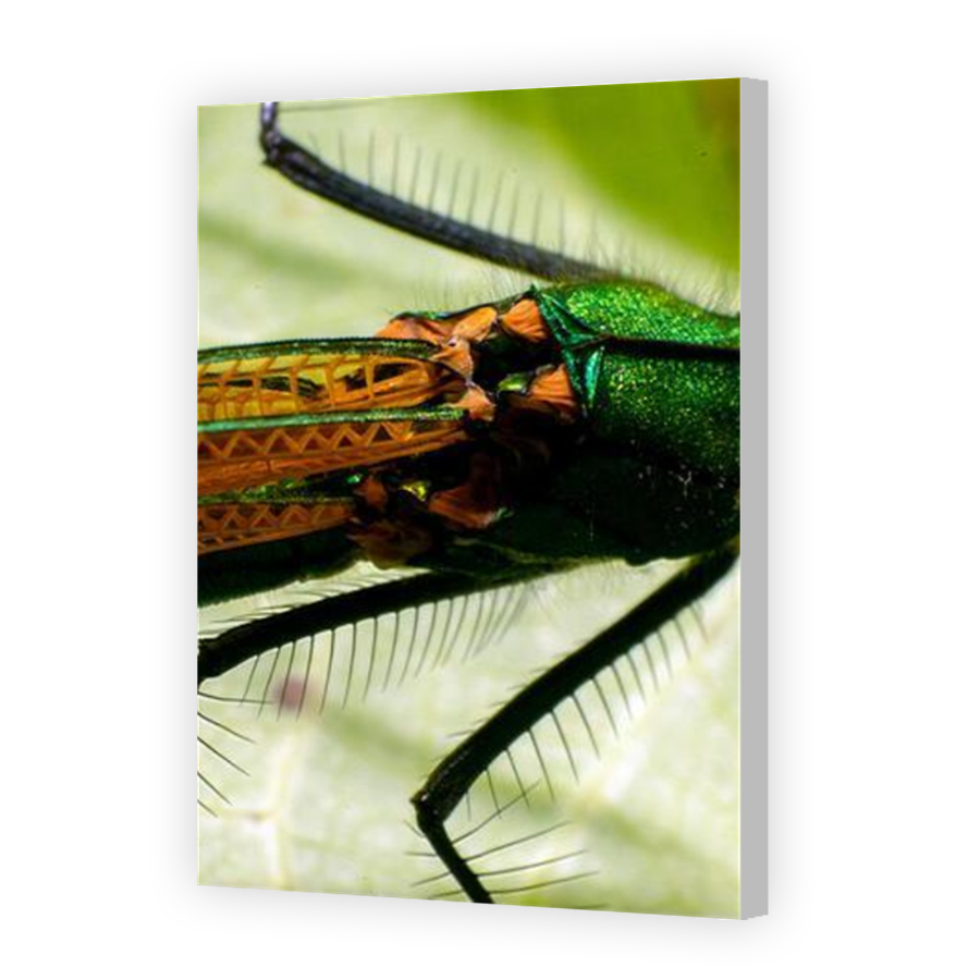 Thumbnail for Canvas - Coloured Canvas Wrap