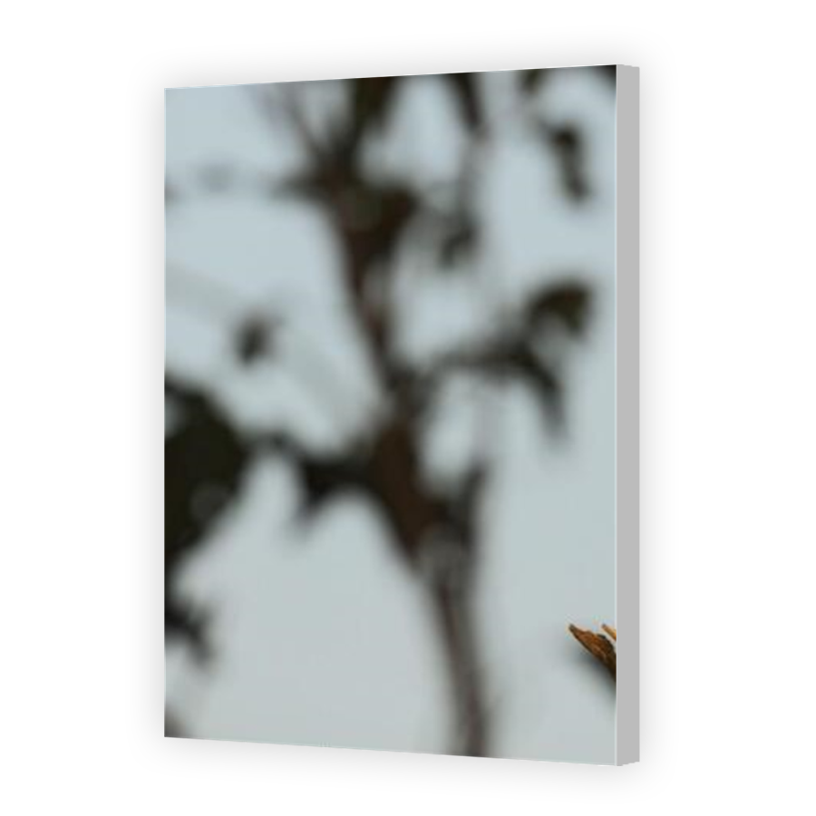 Thumbnail for Canvas - Coloured Canvas Wrap