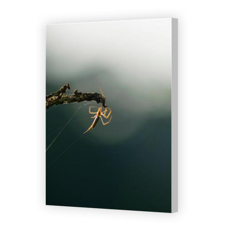 Thumbnail for Canvas - Coloured Canvas Wrap
