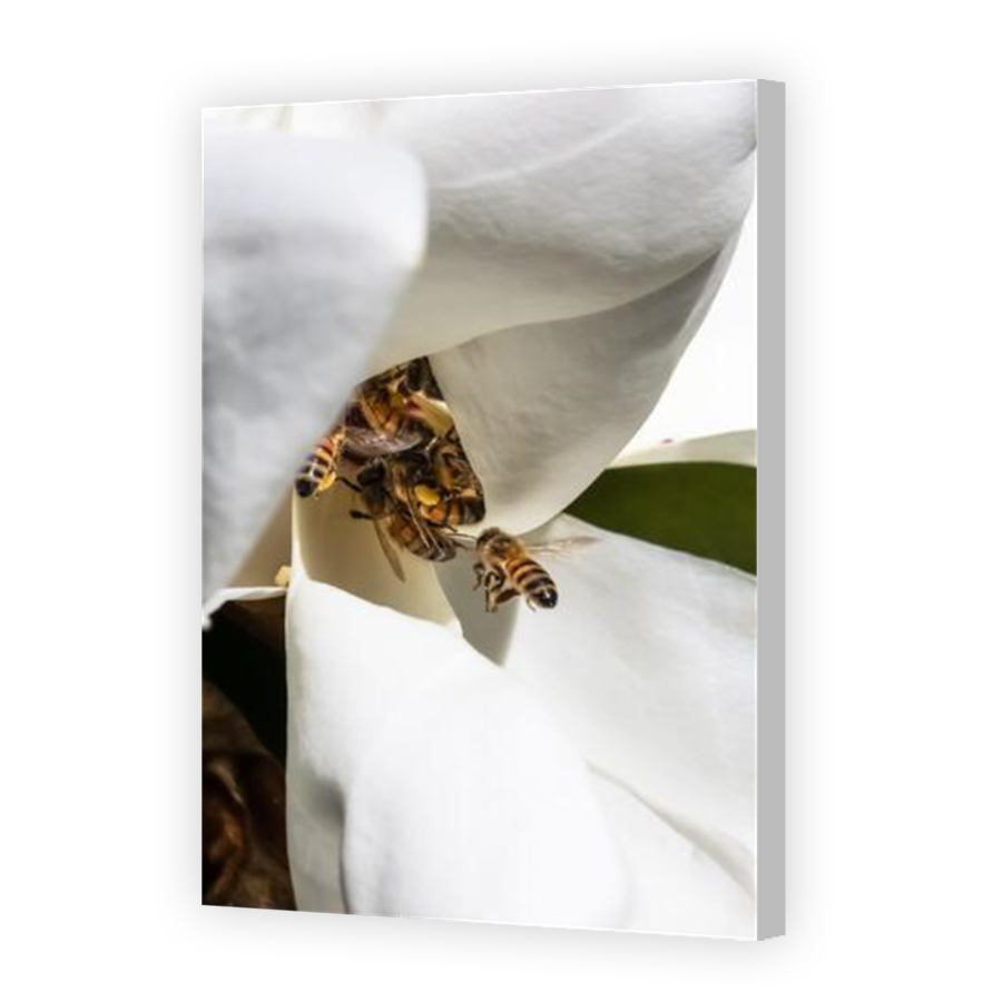 Thumbnail for Canvas - Coloured Canvas Wrap