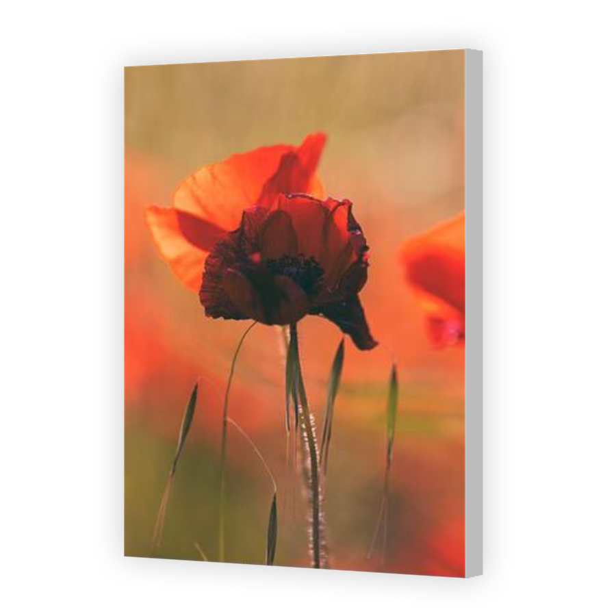 Thumbnail for Canvas - Coloured Canvas Wrap