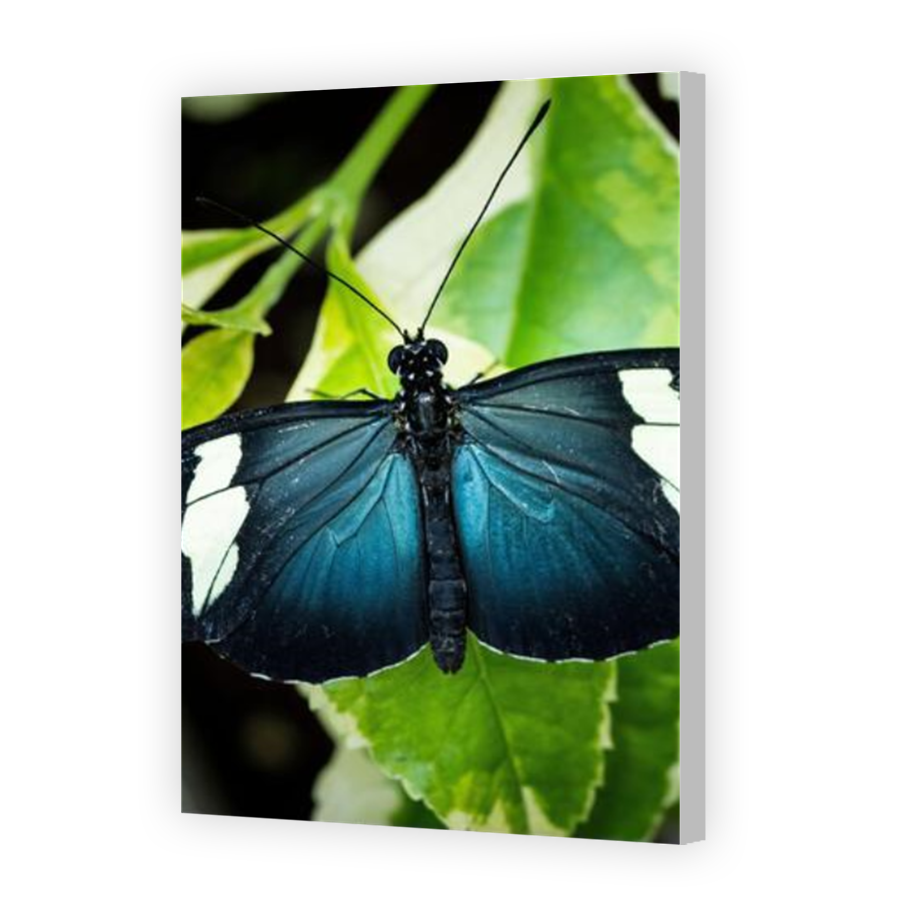 Thumbnail for Canvas - Coloured Canvas Wrap