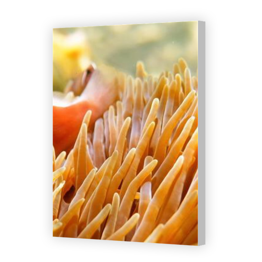 Thumbnail for Canvas - Coloured Canvas Wrap