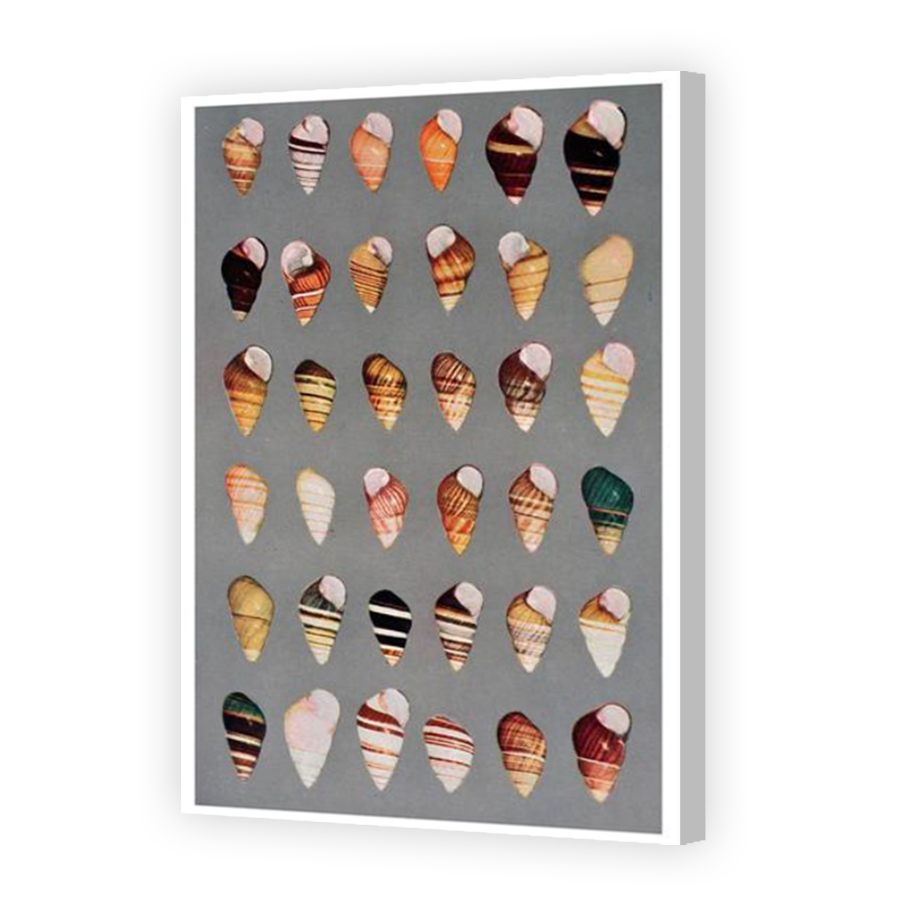 Thumbnail for Canvas - Coloured Canvas Wrap