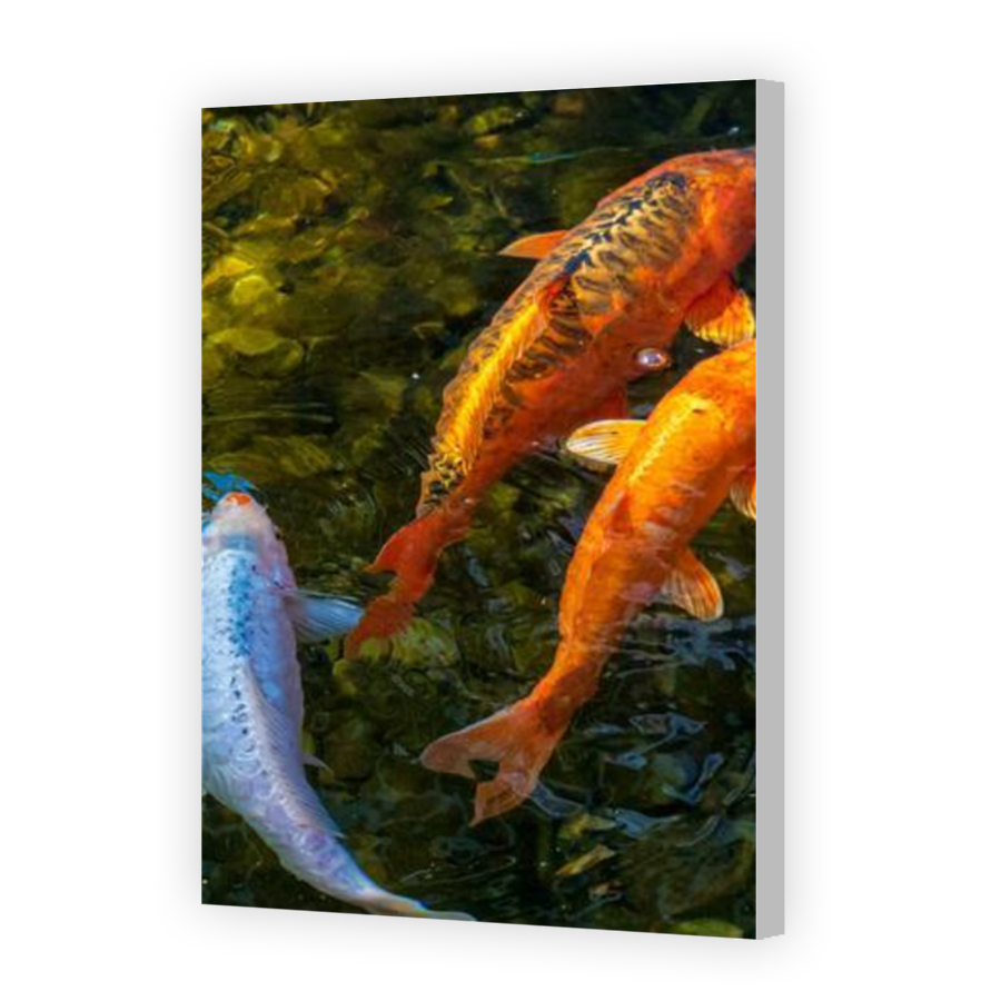 Thumbnail for Canvas - Coloured Canvas Wrap