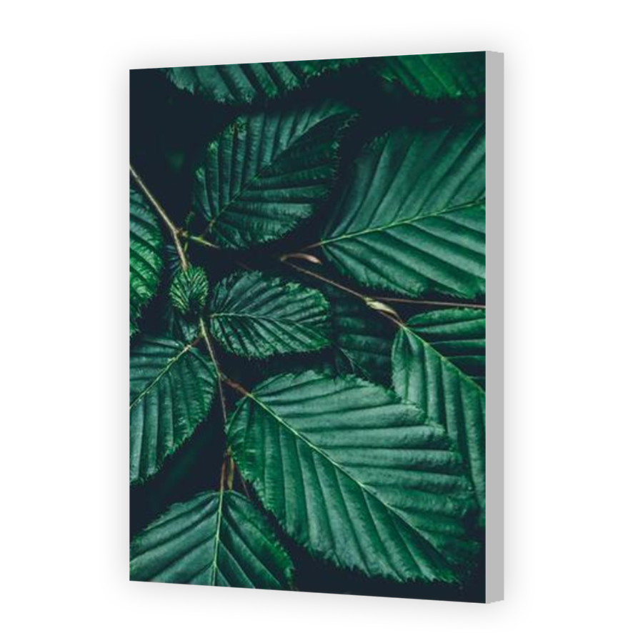 Thumbnail for Canvas - Coloured Canvas Wrap