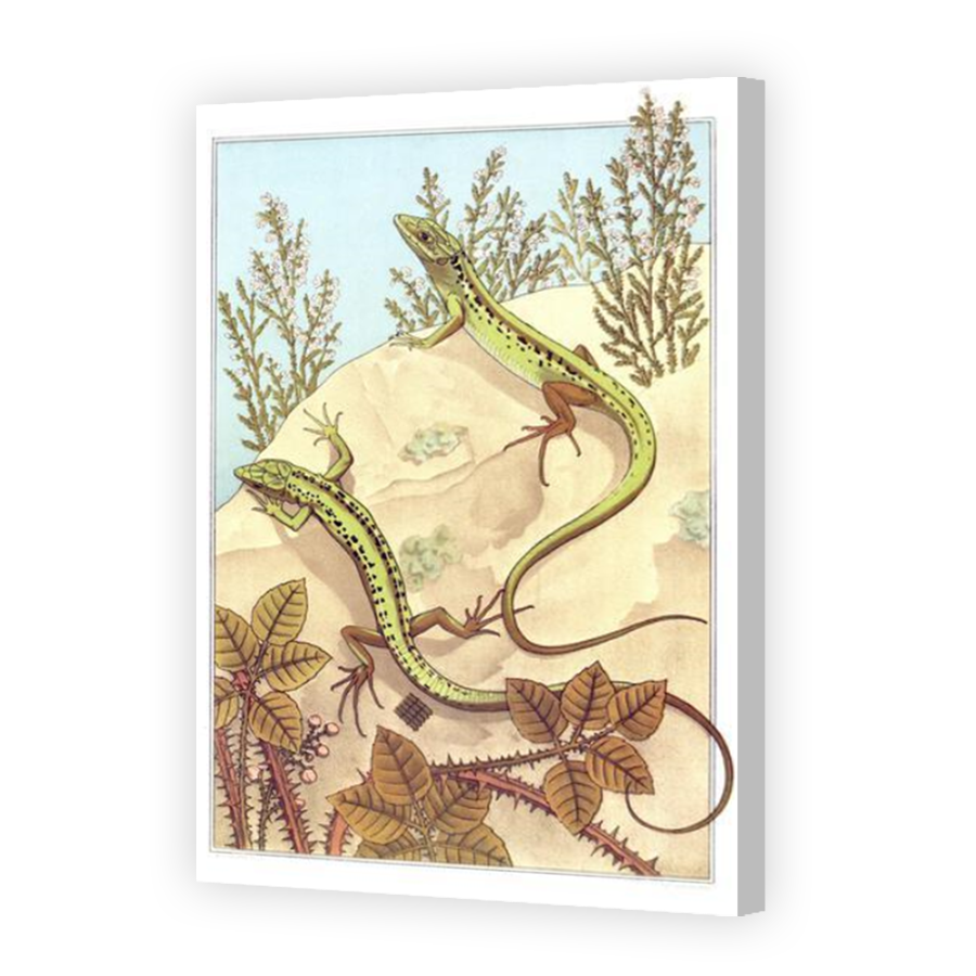 Thumbnail for Canvas - Coloured Canvas Wrap