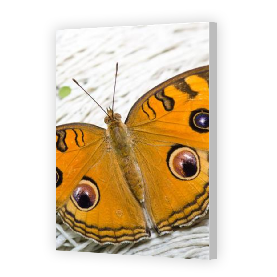 Thumbnail for Canvas - Coloured Canvas Wrap