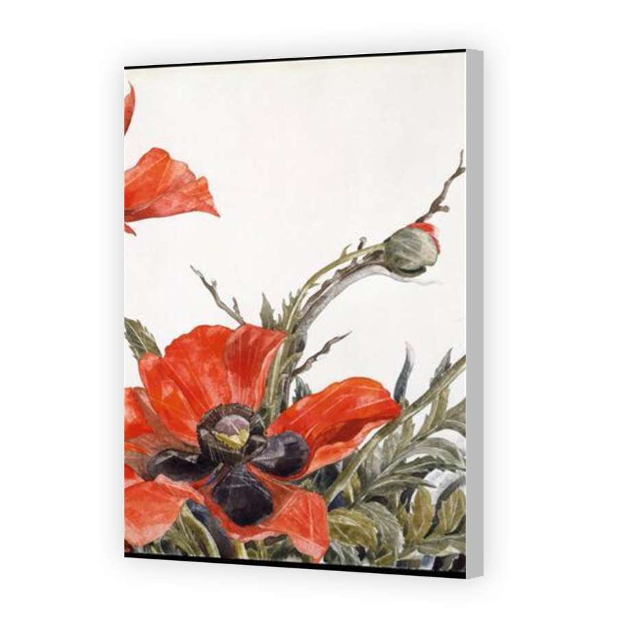 Thumbnail for Canvas - Coloured Canvas Wrap