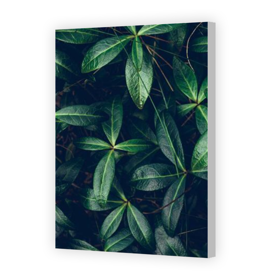 Thumbnail for Canvas - Coloured Canvas Wrap