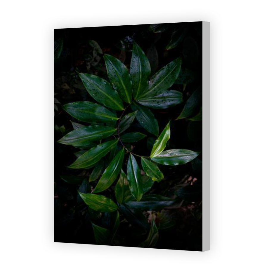 Thumbnail for Canvas - Coloured Canvas Wrap