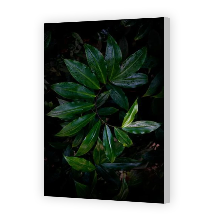 Thumbnail for Canvas - Coloured Canvas Wrap