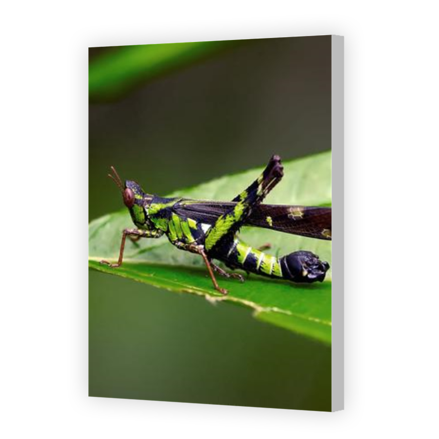 Thumbnail for Canvas - Coloured Canvas Wrap
