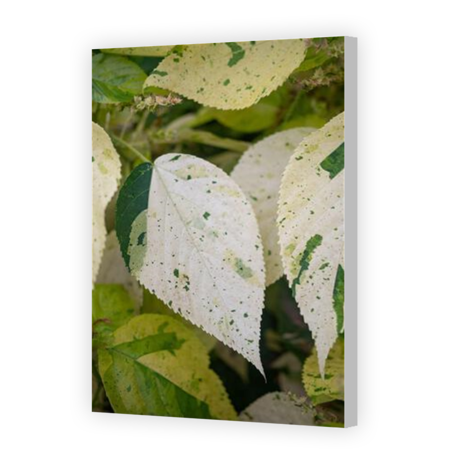 Thumbnail for Canvas - Coloured Canvas Wrap