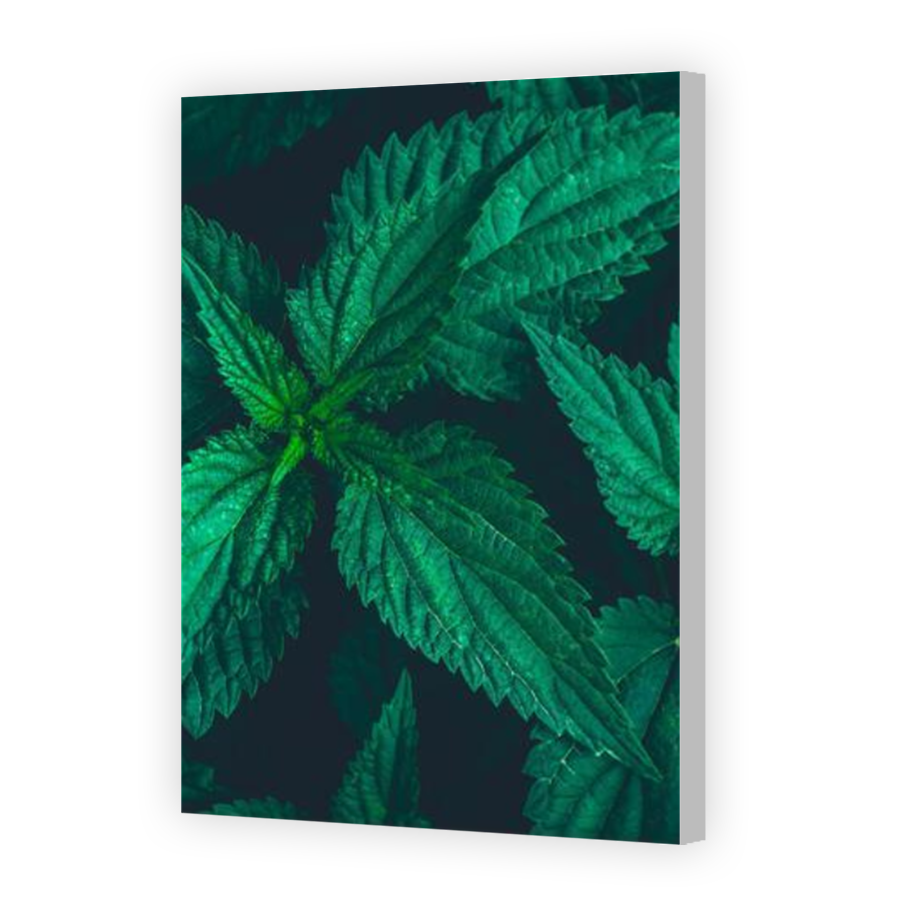 Thumbnail for Canvas - Coloured Canvas Wrap