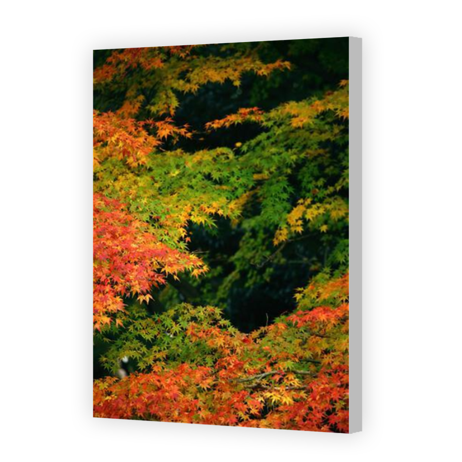Thumbnail for Canvas - Coloured Canvas Wrap