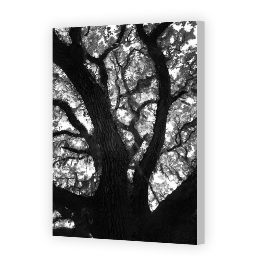 Thumbnail for Canvas - Coloured Canvas Wrap