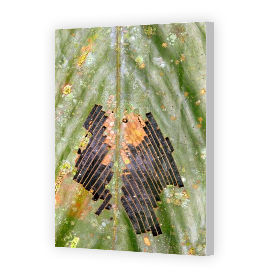Thumbnail for Canvas - Coloured Canvas Wrap