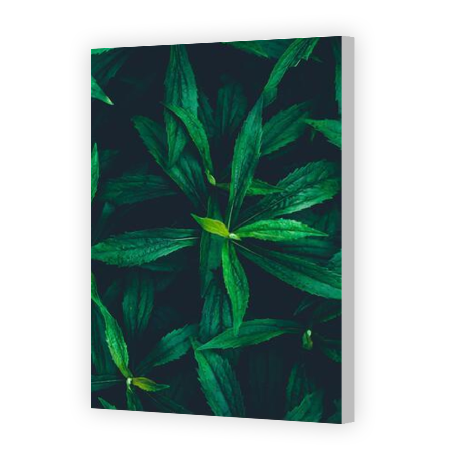Thumbnail for Canvas - Coloured Canvas Wrap