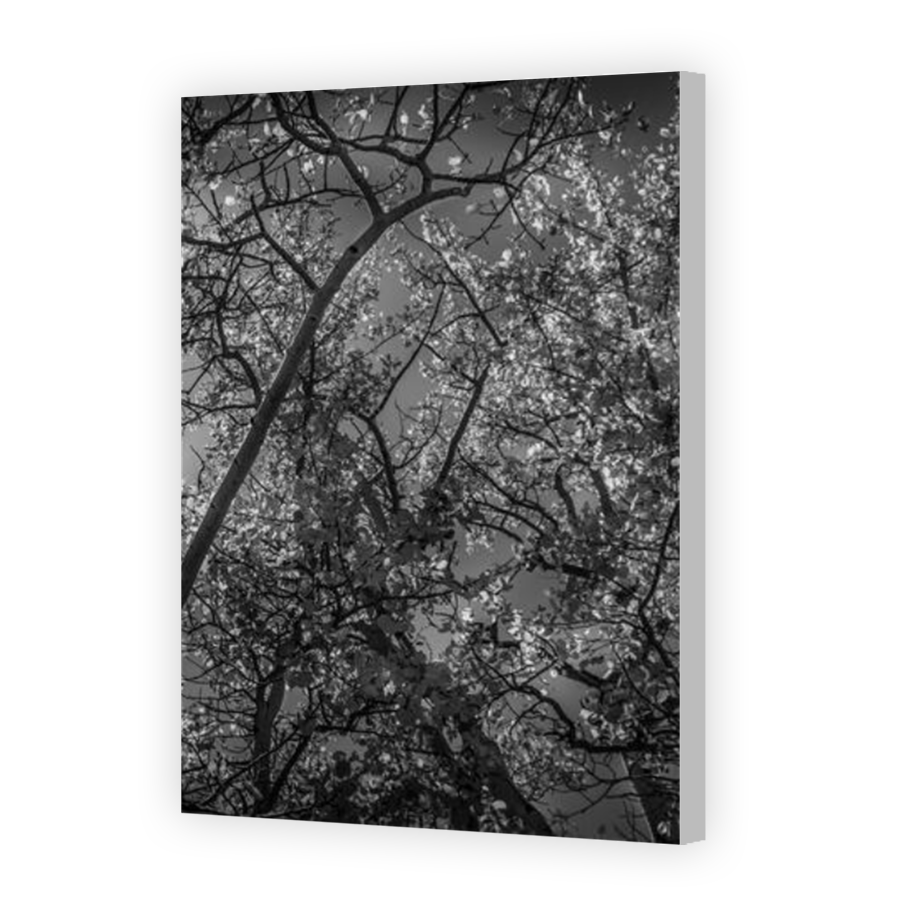 Thumbnail for Canvas - Coloured Canvas Wrap