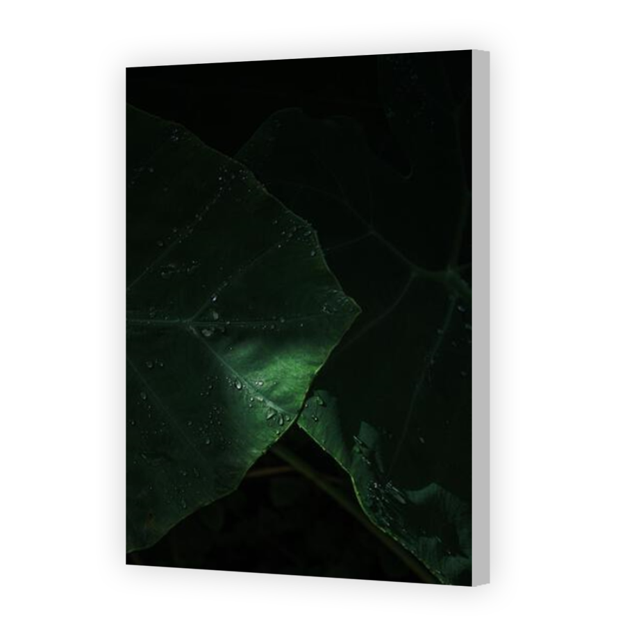 Thumbnail for Canvas - Coloured Canvas Wrap