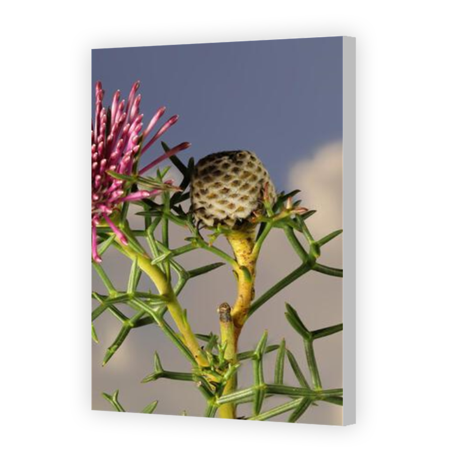 Thumbnail for Canvas - Coloured Canvas Wrap