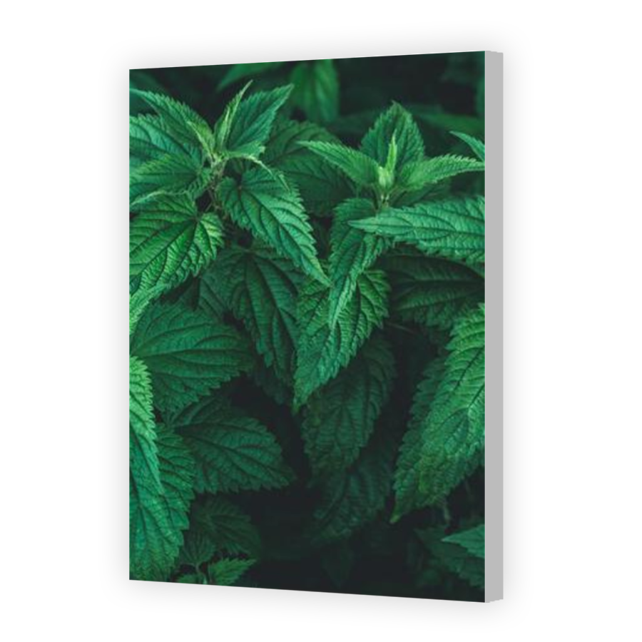 Thumbnail for Canvas - Coloured Canvas Wrap