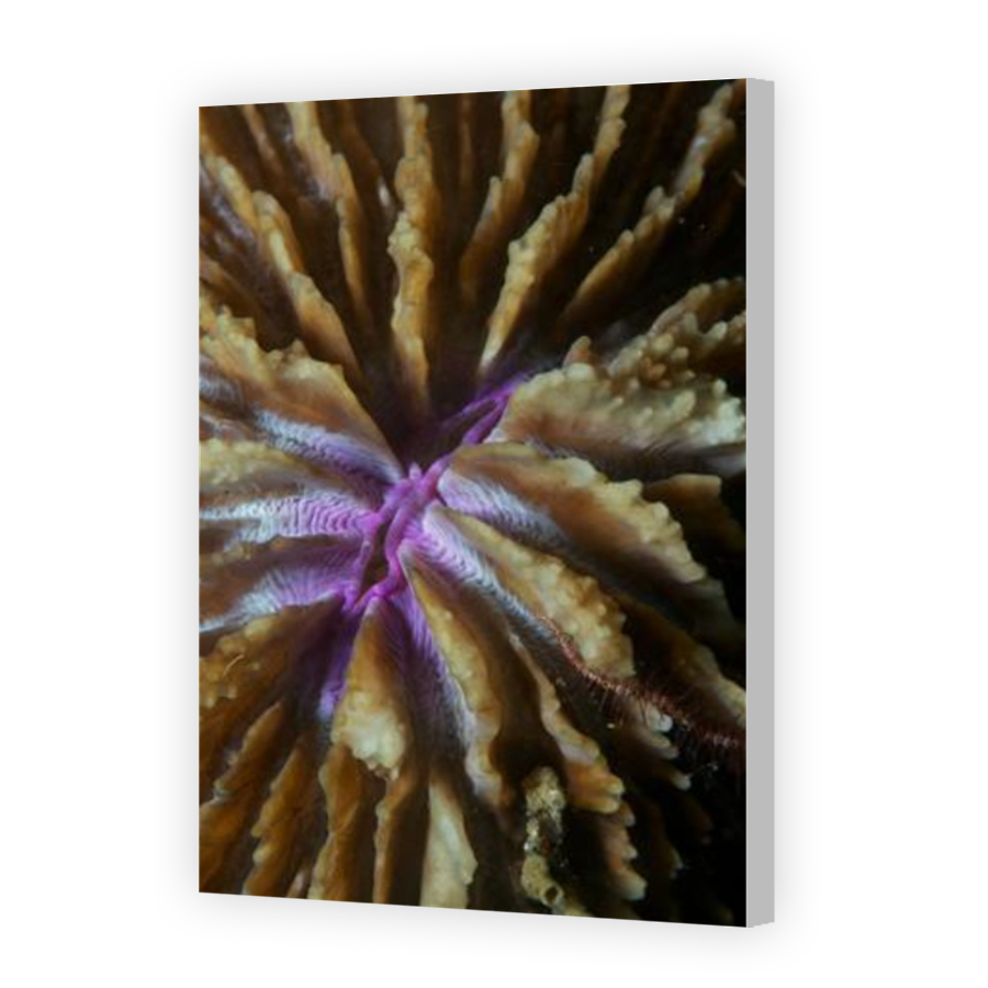 Thumbnail for Canvas - Coloured Canvas Wrap
