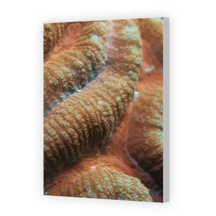Thumbnail for Canvas - Coloured Canvas Wrap
