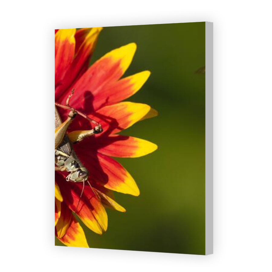 Thumbnail for Canvas - Coloured Canvas Wrap
