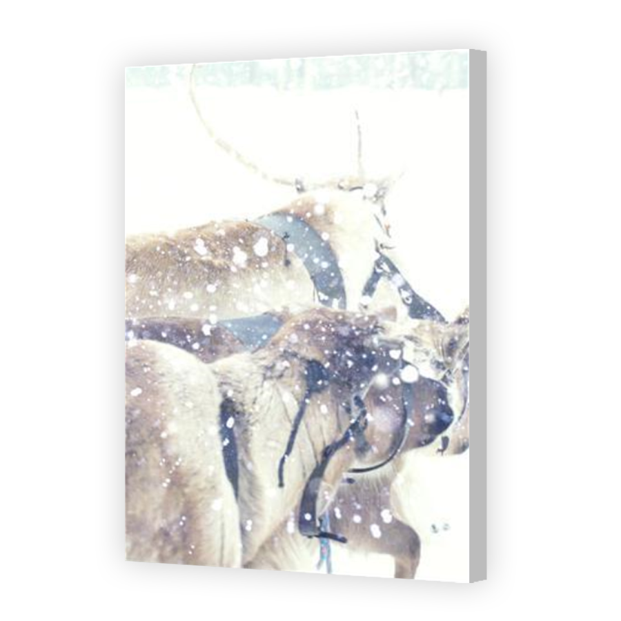 Thumbnail for Canvas - Coloured Canvas Wrap