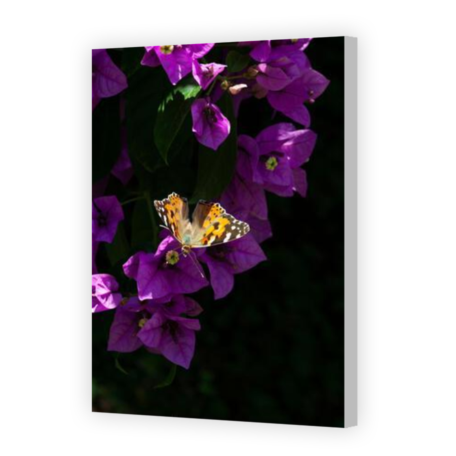 Thumbnail for Canvas - Coloured Canvas Wrap