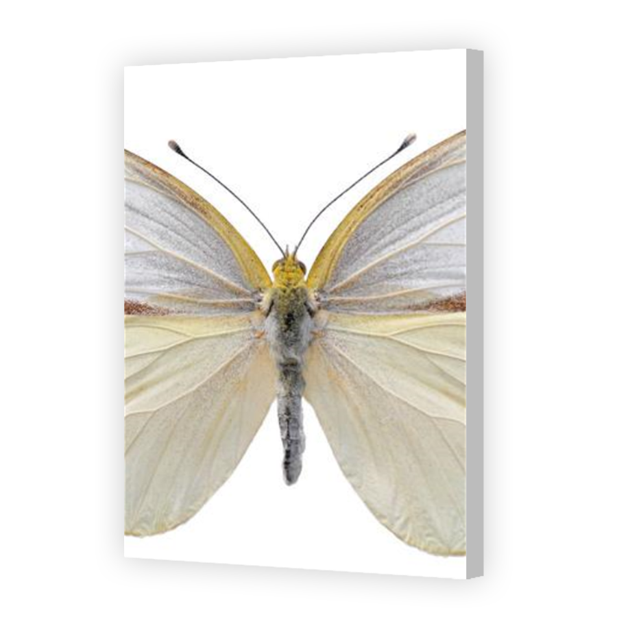 Thumbnail for Canvas - Coloured Canvas Wrap