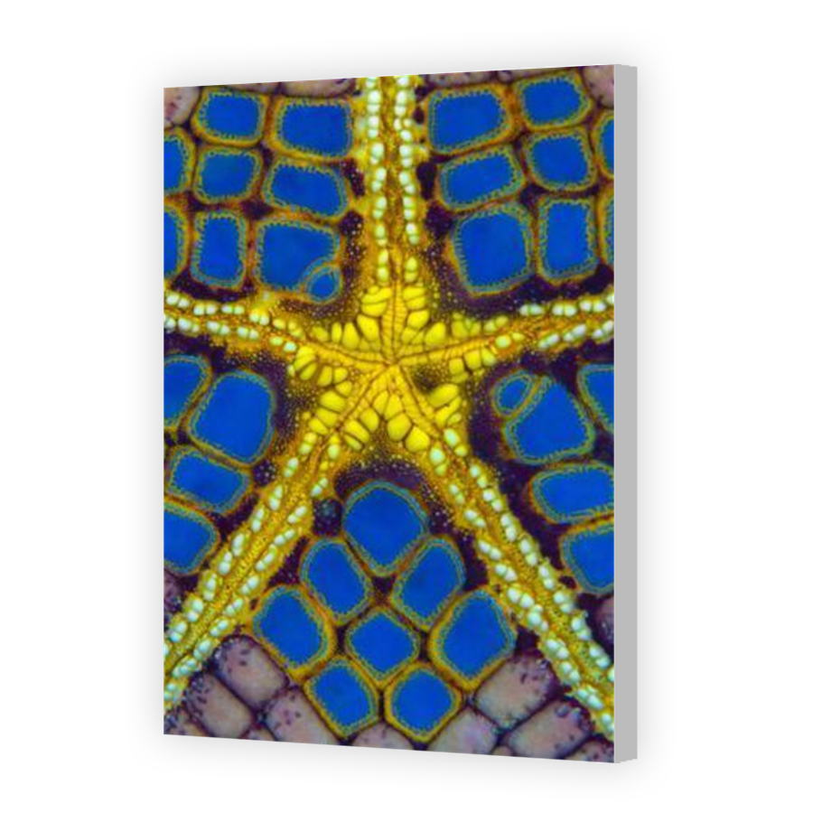 Thumbnail for Canvas - Coloured Canvas Wrap
