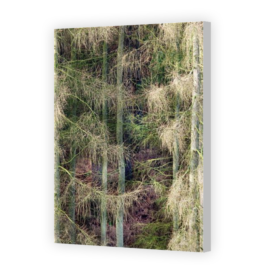 Thumbnail for Canvas - Coloured Canvas Wrap
