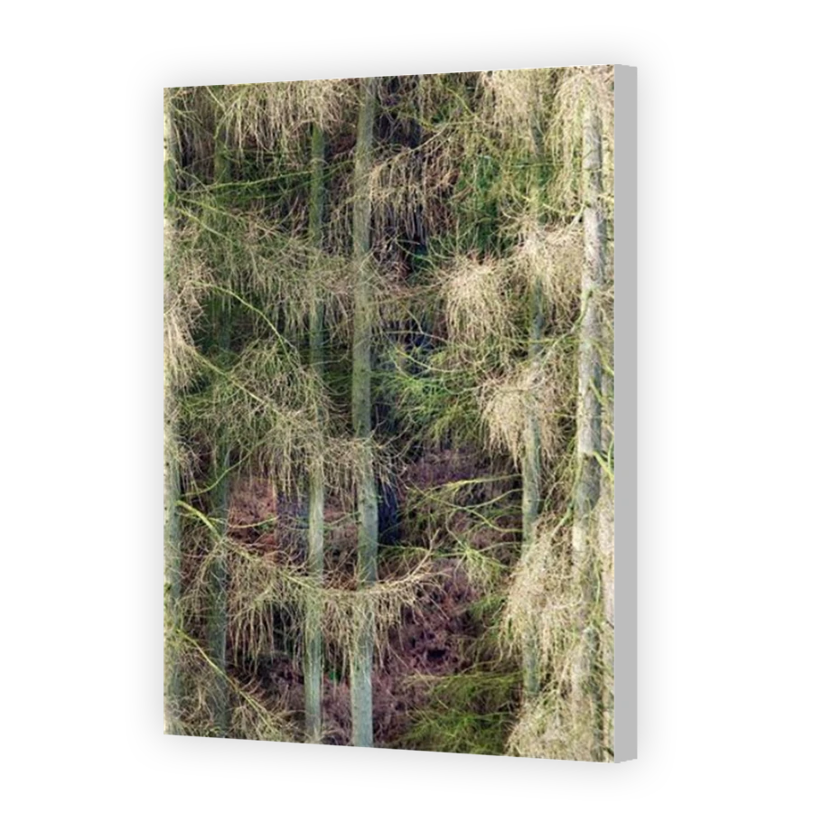 Thumbnail for Canvas - Coloured Canvas Wrap