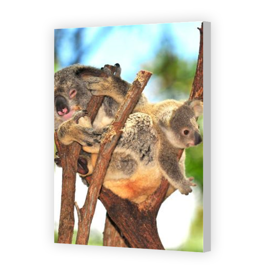 Thumbnail for Canvas - Coloured Canvas Wrap