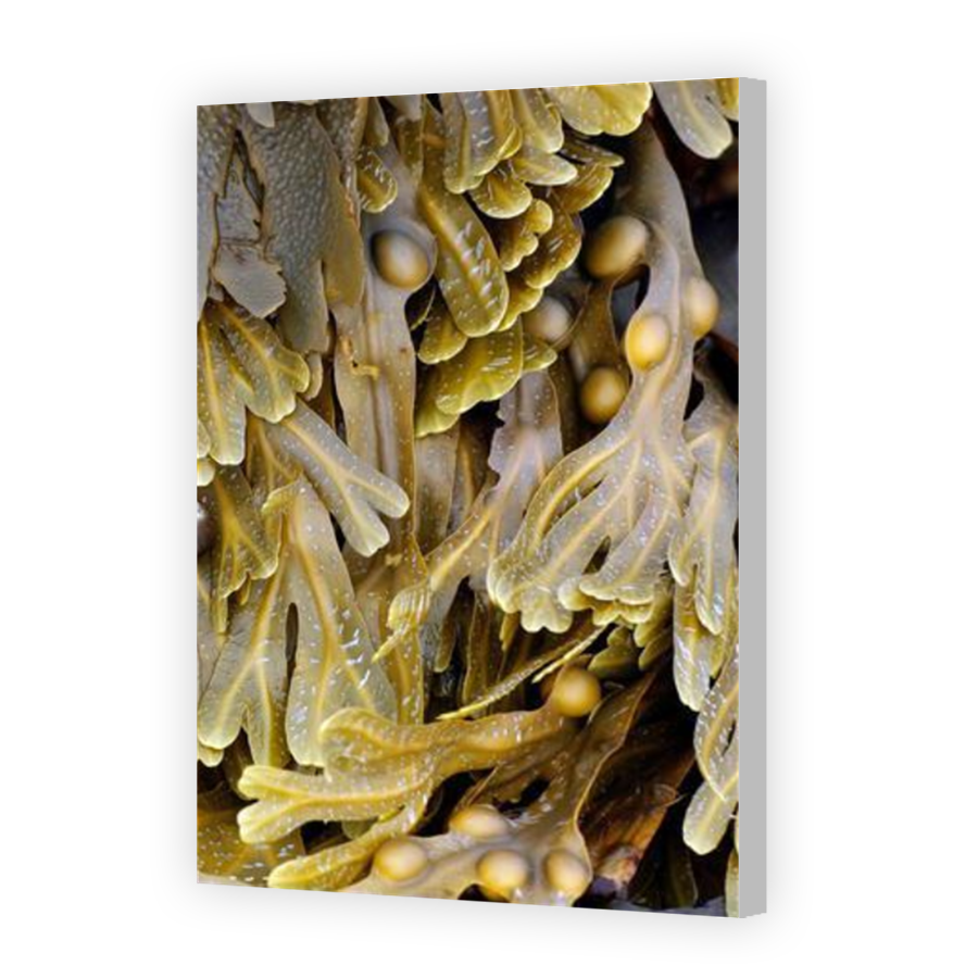 Thumbnail for Canvas - Coloured Canvas Wrap