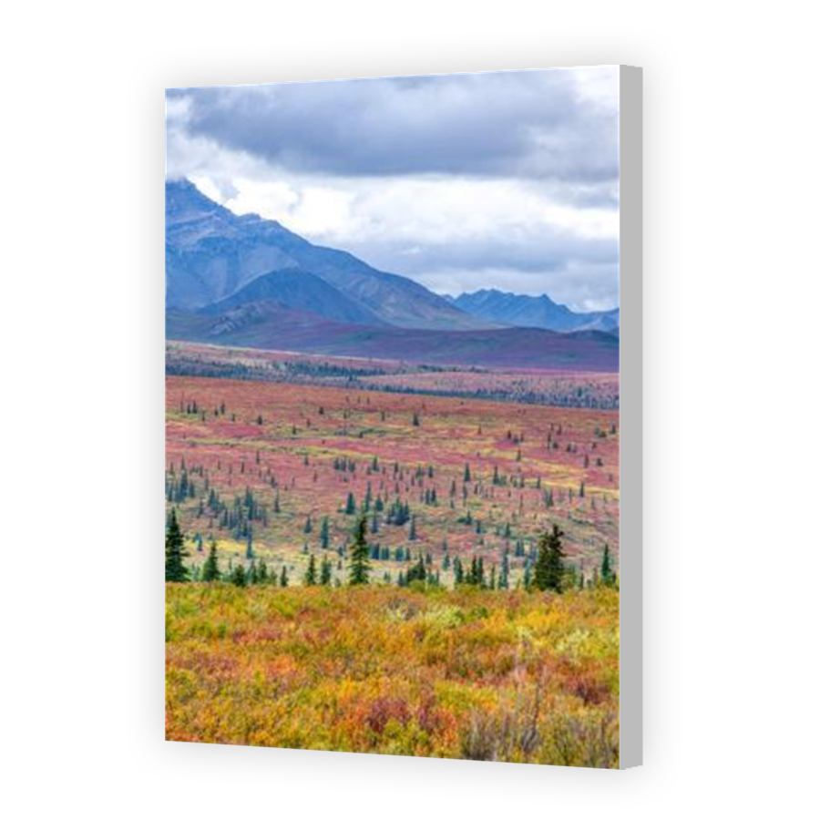 Thumbnail for Canvas - Coloured Canvas Wrap