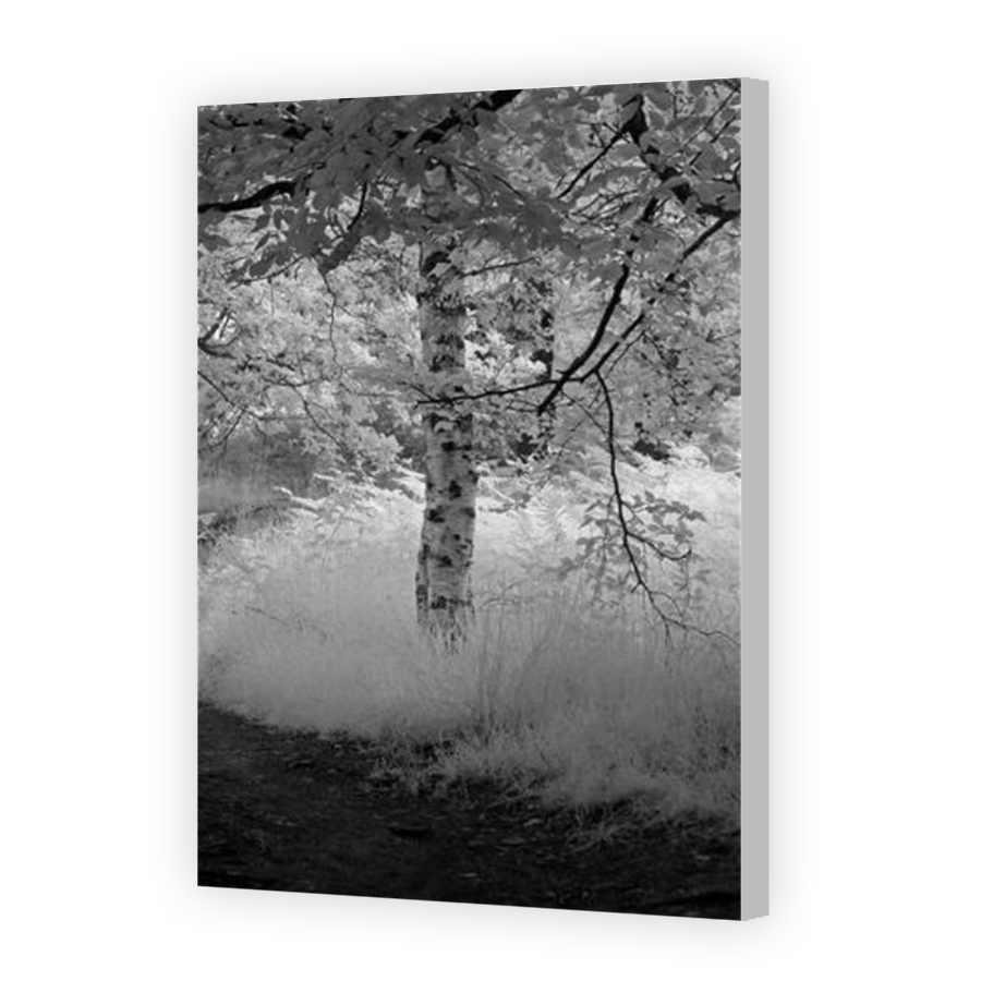 Thumbnail for Canvas - Coloured Canvas Wrap
