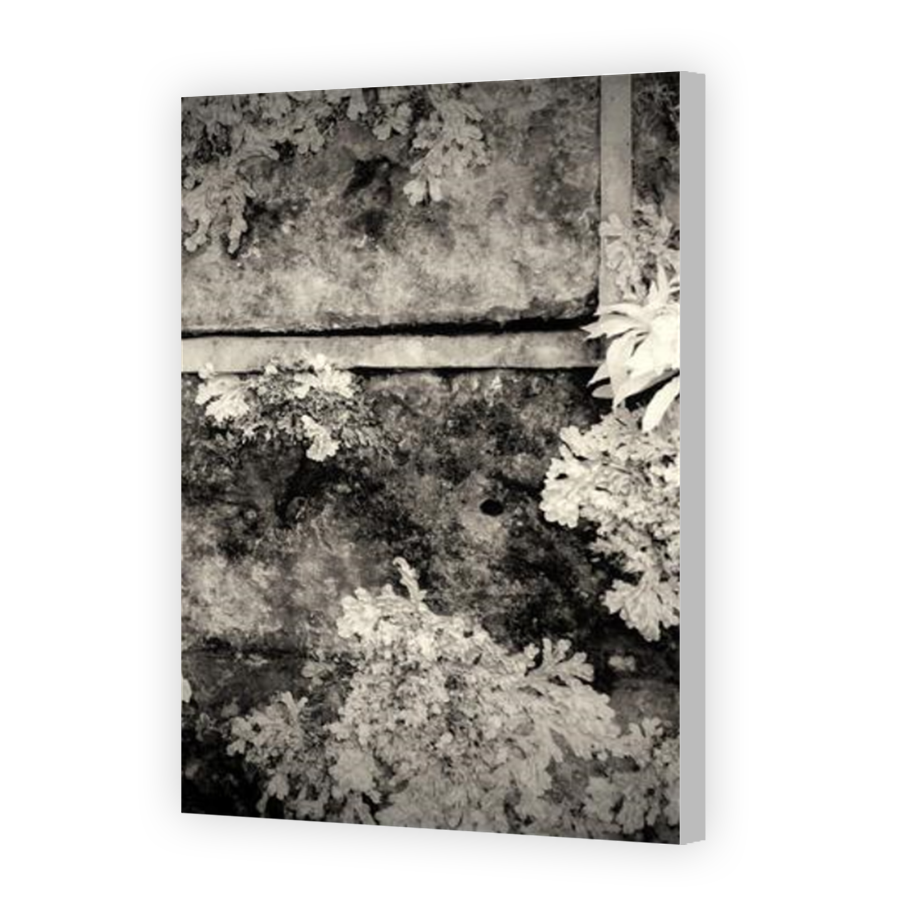 Thumbnail for Canvas - Coloured Canvas Wrap