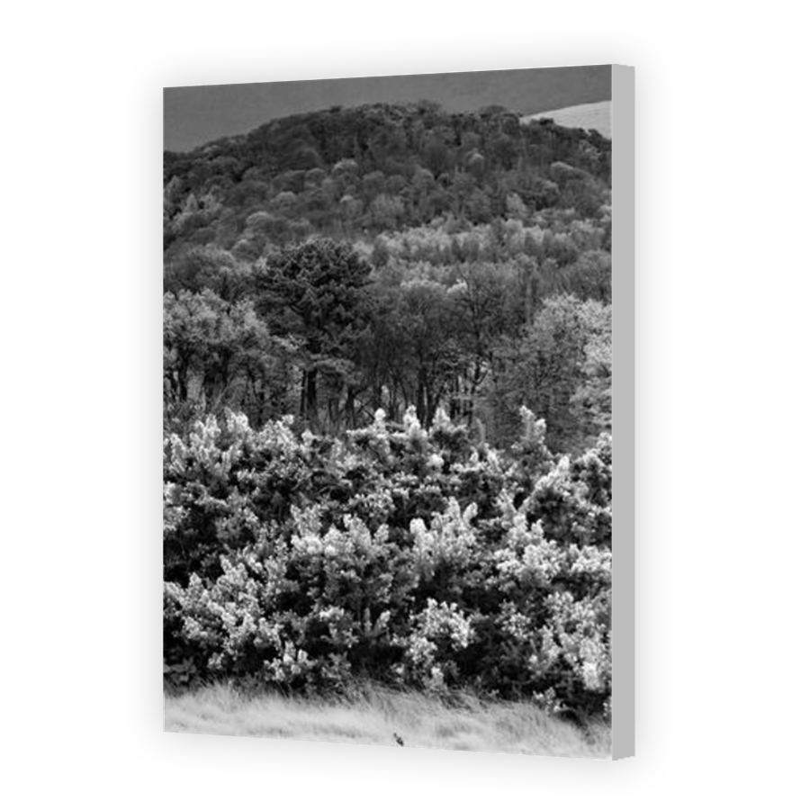 Thumbnail for Canvas - Coloured Canvas Wrap