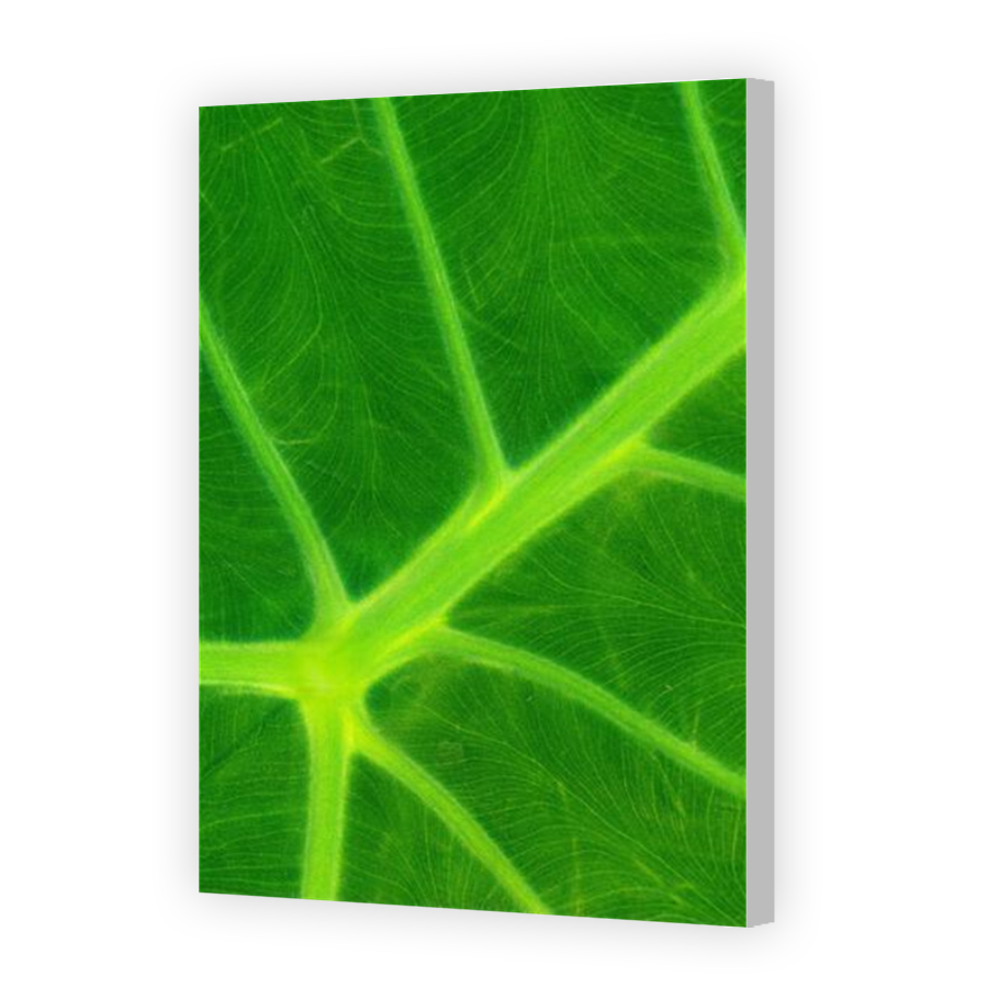 Thumbnail for Canvas - Coloured Canvas Wrap