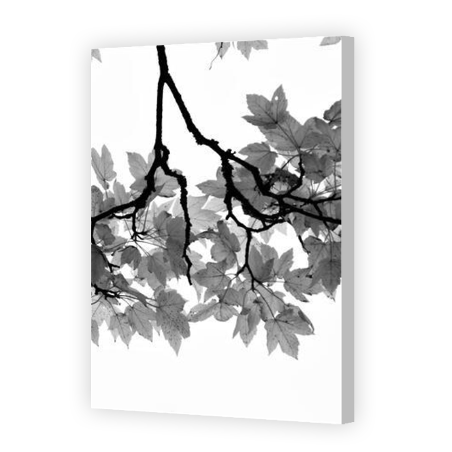 Thumbnail for Canvas - Coloured Canvas Wrap
