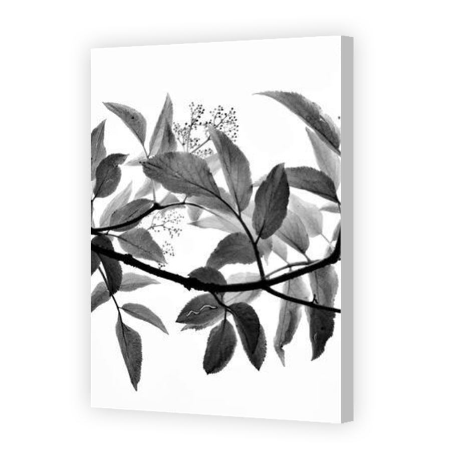 Thumbnail for Canvas - Coloured Canvas Wrap