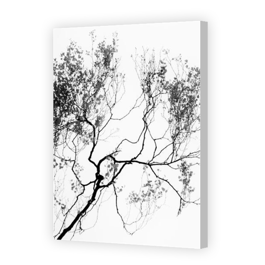 Thumbnail for Canvas - Coloured Canvas Wrap