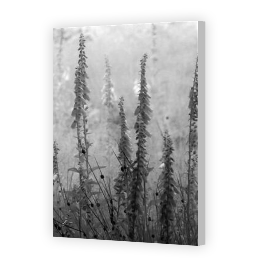 Thumbnail for Canvas - Coloured Canvas Wrap