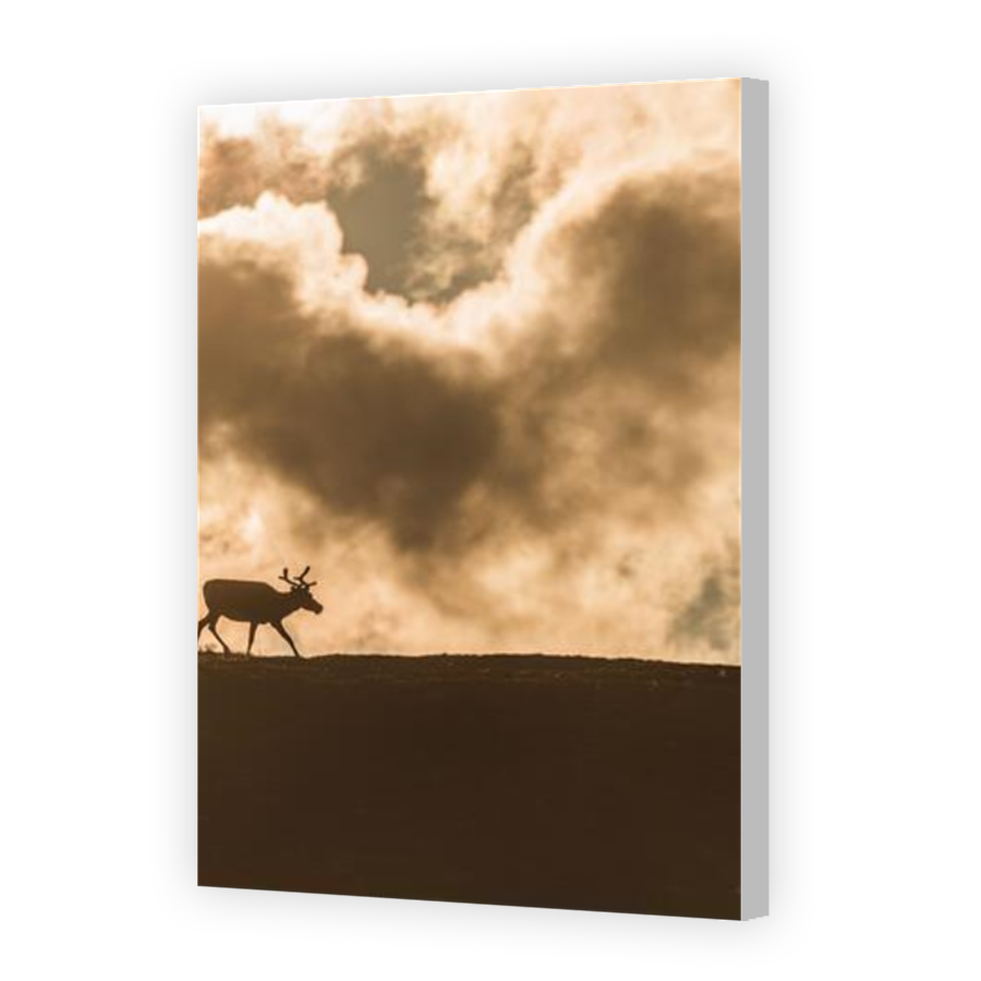 Thumbnail for Canvas - Coloured Canvas Wrap