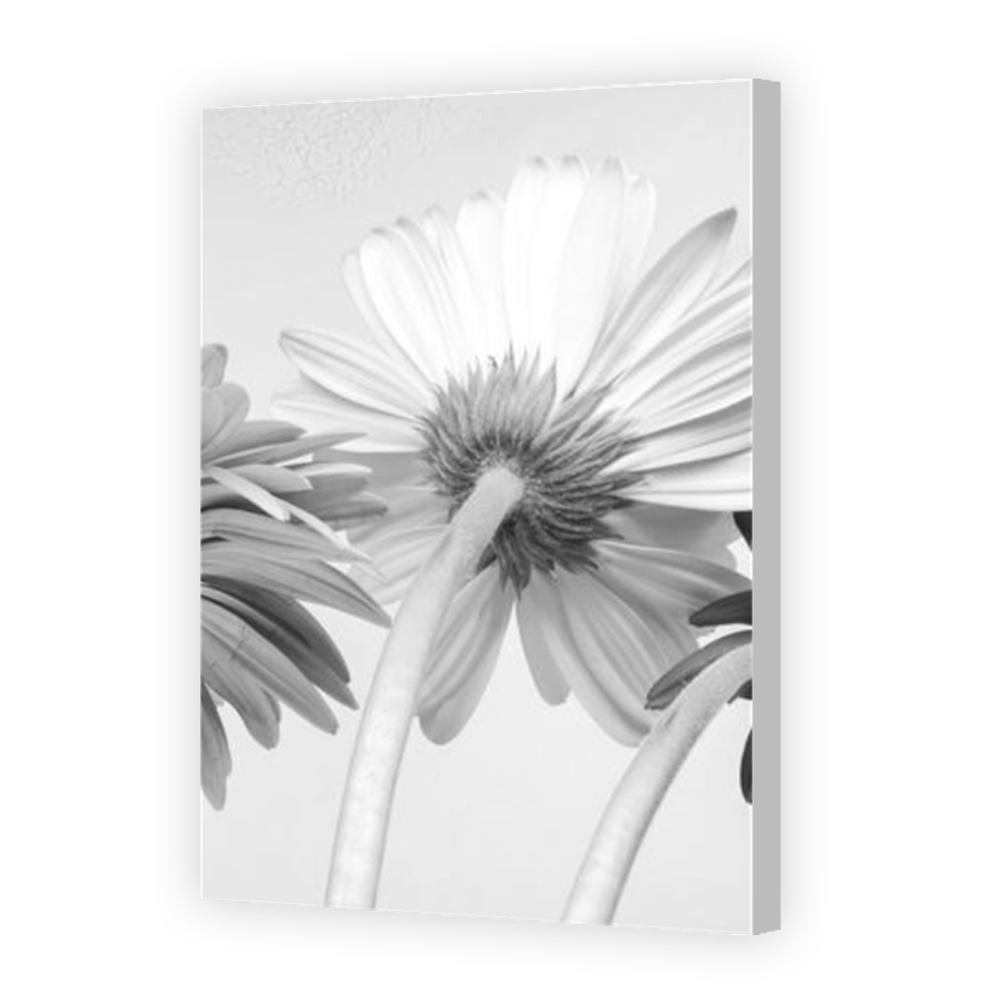 Thumbnail for Canvas - Coloured Canvas Wrap